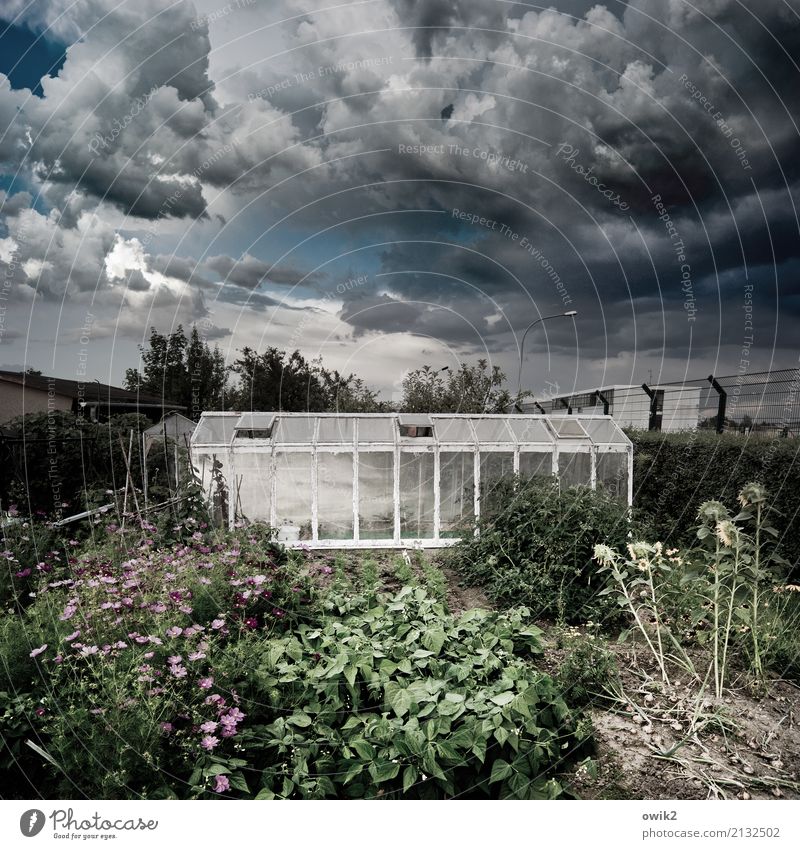 Vor dem Wolkenbruch Gewitterwolken Horizont Pflanze Blume Sträucher Nutzpflanze Sonnenblume Schmuckkörbchen Gartenpflanzen Gewächshaus bedrohlich dunkel