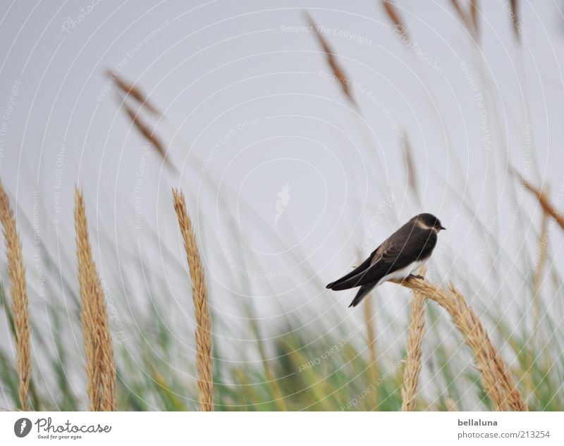 Single... Freiheit Sommer Sommerurlaub Umwelt Natur Himmel Wolkenloser Himmel Wetter Schönes Wetter Pflanze Wildpflanze Tier Wildtier Vogel Flügel 1 sitzen