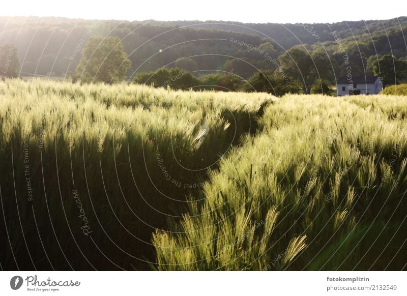 hohes Getreidefeld am Wald im warmen Nachmittagslicht Feld Pflanze Sonnenlicht Ackerbau Kornfeld Blühend leuchten Ähren Wachstum Warmherzigkeit Heimweh Reichtum