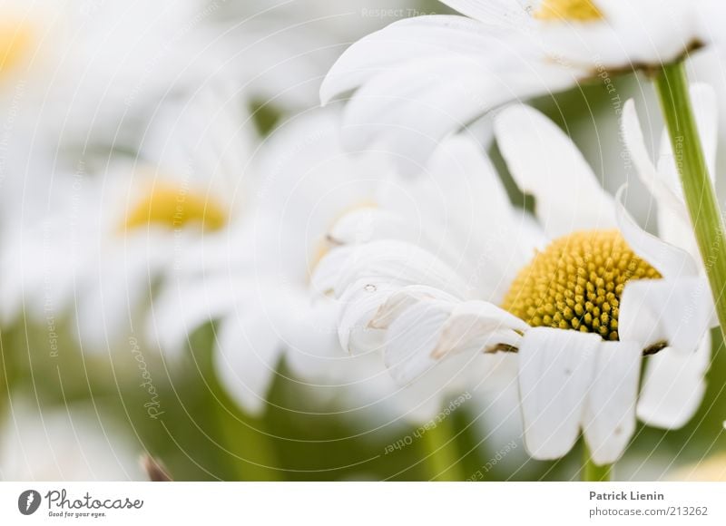 Sommertag Umwelt Natur Pflanze Schönes Wetter Blume Blüte Grünpflanze Wildpflanze ästhetisch Duft authentisch frisch Glück schön nah natürlich wild weich