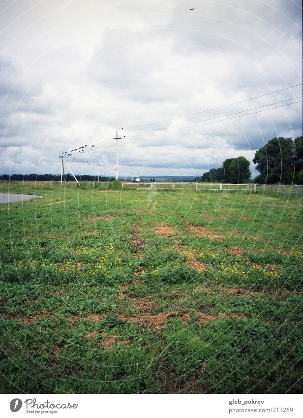 Doc #Crows Natur Landschaft Pflanze Wolkenloser Himmel Gewitterwolken Horizont Sommer Klima Schönes Wetter Wind Wildpflanze "Vogel Fliege Krähenkrähen,"