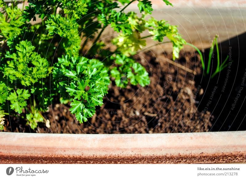 S Peterli Lebensmittel Gemüse Kräuter & Gewürze Kräutergarten Petersilie Ernährung Bioprodukte Slowfood Gesundheit Duft Sommer Pflanze Nutzpflanze genießen gut