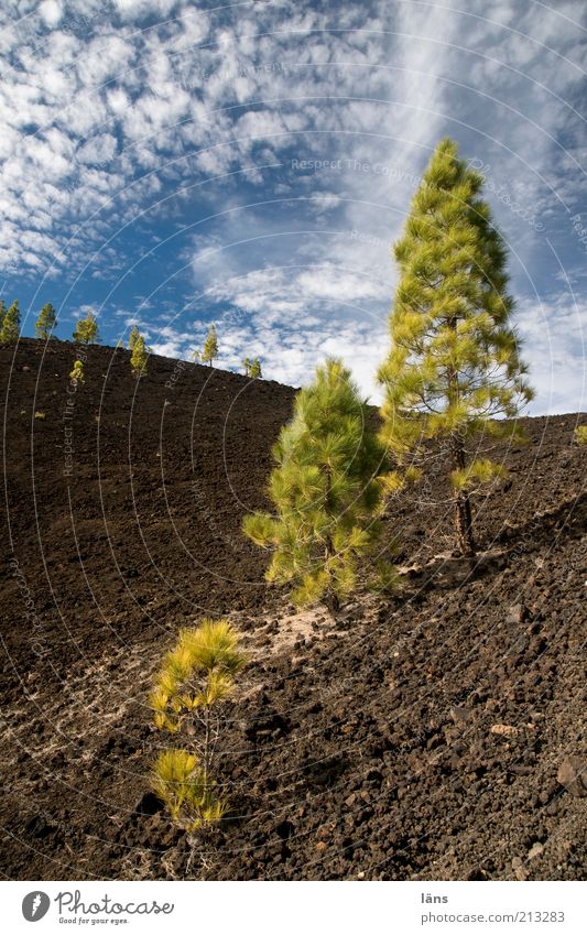 Siedler Berge u. Gebirge Pflanze Urelemente Erde Himmel Wolken Vulkan außergewöhnlich Kiefer Teneriffa Surrealismus seltsam Farbfoto Außenaufnahme Menschenleer