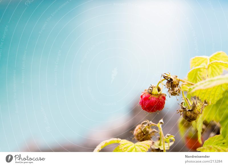 Früchtchen Lebensmittel Frucht Ernährung Bioprodukte Vegetarische Ernährung Natur Pflanze Sommer Herbst Sträucher Nutzpflanze genießen leuchten ästhetisch Duft