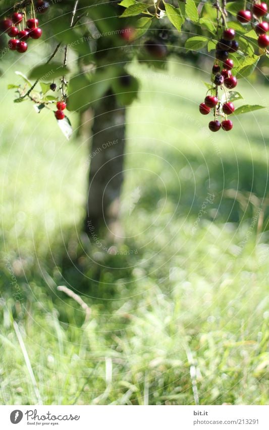 Kirschbaum Lebensmittel Frucht Ernährung Bioprodukte Natur Landschaft Pflanze Sommer Baum Blatt Wiese Feld saftig süß genießen Gesundheit Wachstum Kirsche