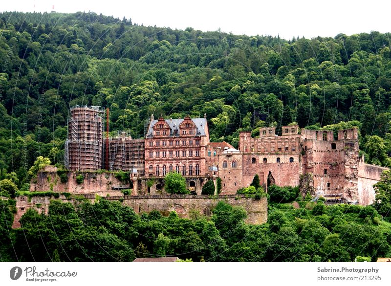 Heidelbergs ganzer Stolz Freizeit & Hobby Tourismus Sightseeing Städtereise Umwelt Natur Schönes Wetter Wald Burg oder Schloss Bauwerk Stein Farbfoto