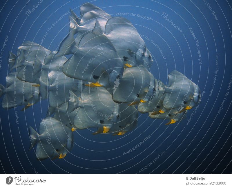 Batfish Ferien & Urlaub & Reisen Abenteuer Ferne Meer tauchen Wasser Tier Fisch Schwarm Fischschwarm batfish Fledermausfisch gedränge Sporttauchen