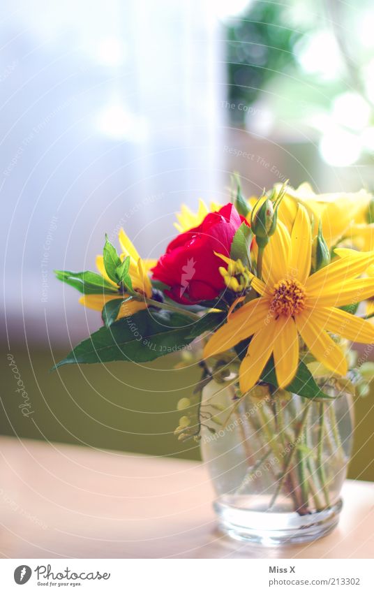 1000 mal Fräulein X Häusliches Leben Dekoration & Verzierung Sommer Blume Blüte Fenster Blühend Duft verblüht hell Farbe Leichtigkeit Rose Blumenstrauß Vase