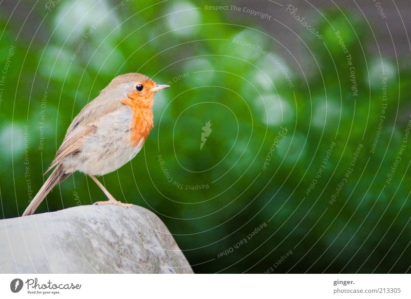 "Vögelchen jubiliere doch mal!" Tier Sträucher Wildtier Vogel Flügel 1 stehen Rotkehlchen Stein Aufenthalt Gezwitscher einbeinig Textfreiraum Mitte