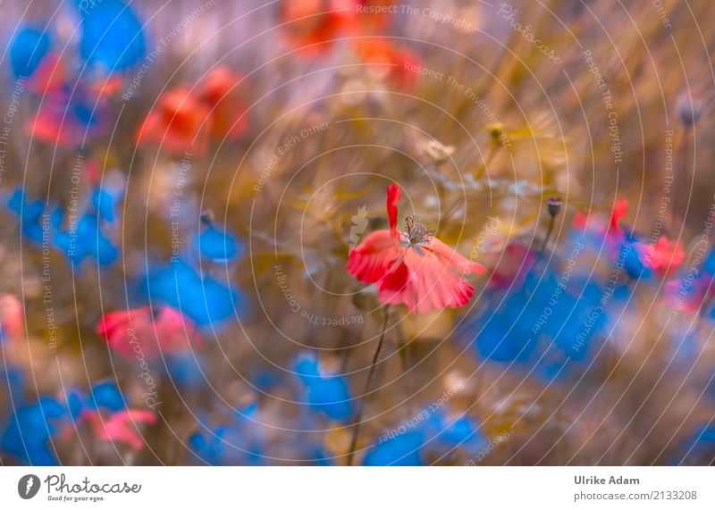 Mohn Impressionen Design harmonisch Erholung ruhig Meditation Dekoration & Verzierung Tapete Natur Pflanze Sommer Blume Blüte Nutzpflanze Wildpflanze Mohnblüte