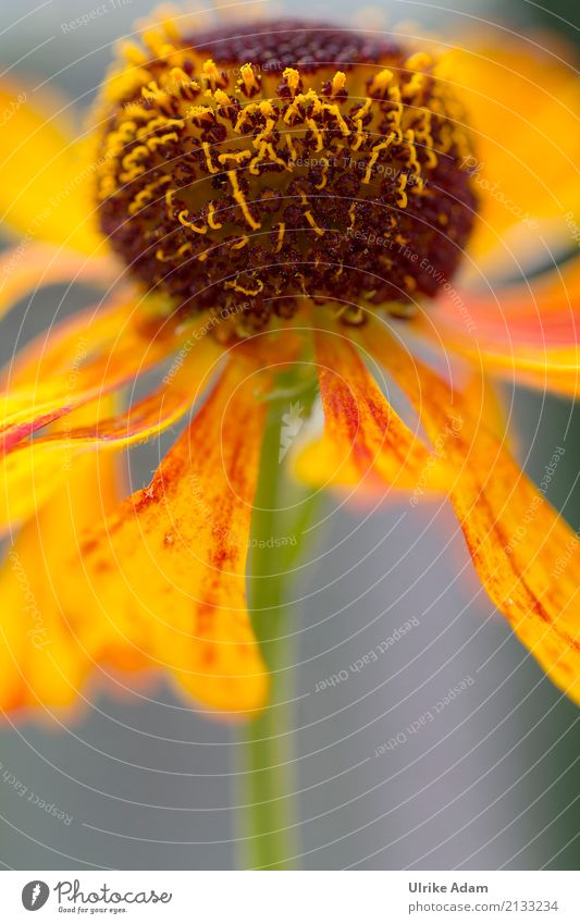 Sonnenbraut ( Helenium) Natur Pflanze Sommer Herbst Blume Blüte Sonnenblume Garten Park glänzend leuchten gelb orange Glück Warmherzigkeit Idylle Ulrike Adam