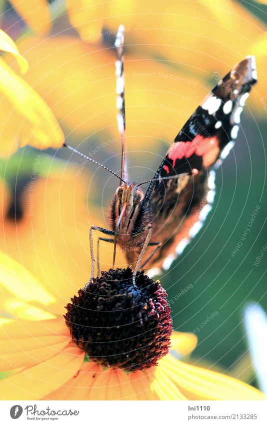 Admiral Natur Pflanze Tier Sonnenlicht Sommer Blume Blüte Sonnenhut Garten Park Wildtier Schmetterling 1 blau braun mehrfarbig gelb grün rot schwarz Fühler