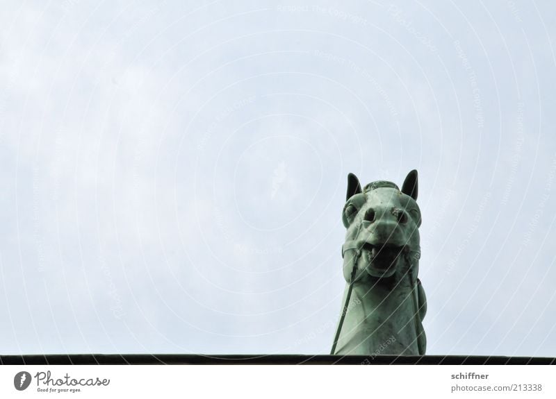 Tellerrandgucker II Sehenswürdigkeit Wahrzeichen Denkmal Tier Pferd ästhetisch einzeln Pferdekopf Neugier Brandenburger Tor Himmel hoch Quadriga Detailaufnahme