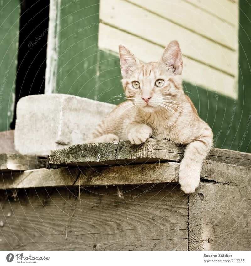 Wachhund Tier Haustier Katze Tiergesicht Tierjunges beobachten entdecken liegen Coolness muskulös rot lässig Jagd Stein bewachen Holzfußboden Eingangstür Pause