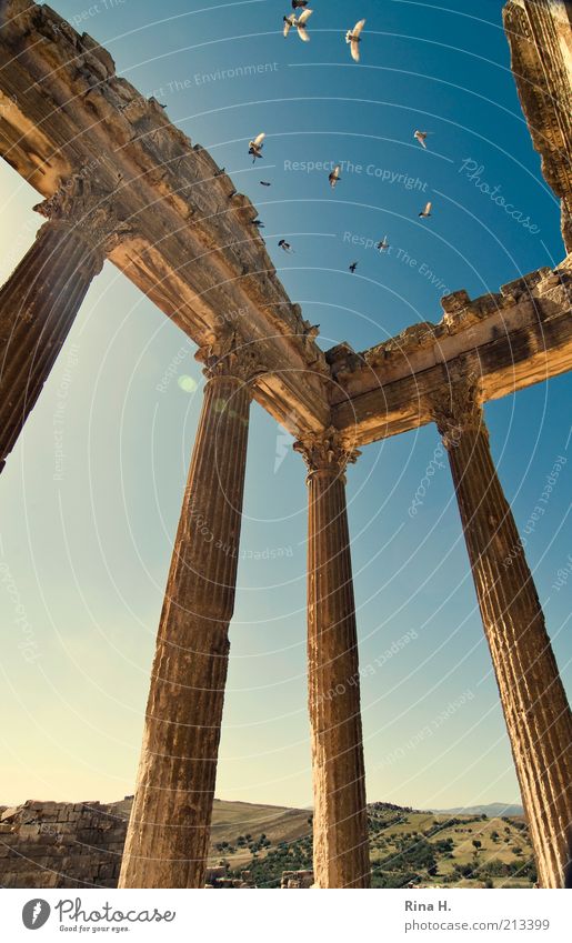 Freiheit Ferien & Urlaub & Reisen Tourismus Ferne Sightseeing Dougga Tunesien Bauwerk Sehenswürdigkeit Vogel Taube Tiergruppe fliegen außergewöhnlich gigantisch