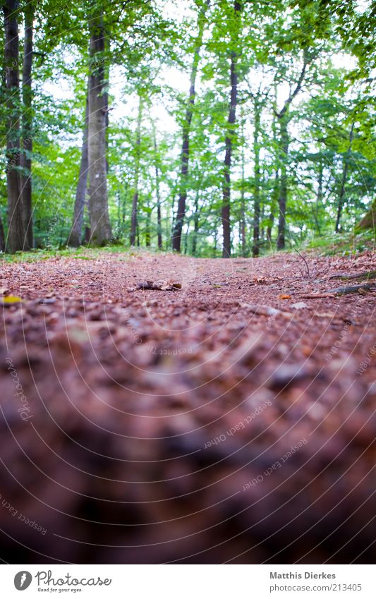 Wald Umwelt Natur Sommer Klima Klimawandel Schönes Wetter Baum Moos ästhetisch exotisch wild weich grau Baumstamm Moosteppich Froschperspektive Waldboden