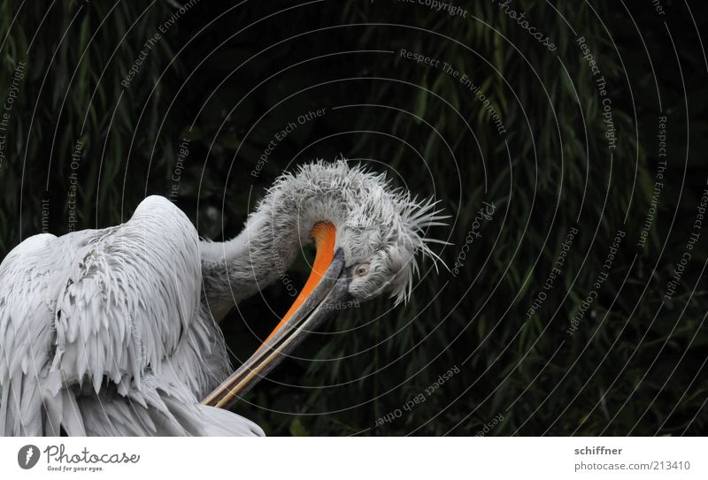 Putztag Tier Wildtier Vogel 1 Reinigen Feder weich Flaum Schnabel Pelikan Tierporträt Tiergesicht Freisteller drollig lustig zerzaust Körperpflege