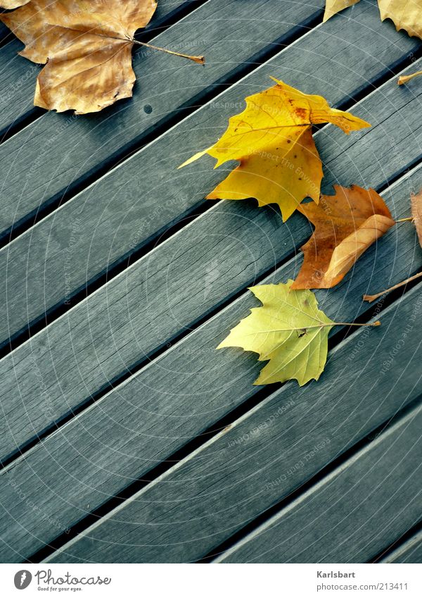 l'automne. Umwelt Natur Herbst Blatt Ahorn Ahornblatt Boden Linie Verfall Vergänglichkeit Wandel & Veränderung Herbstlaub Farbe mehrfarbig Strukturen & Formen