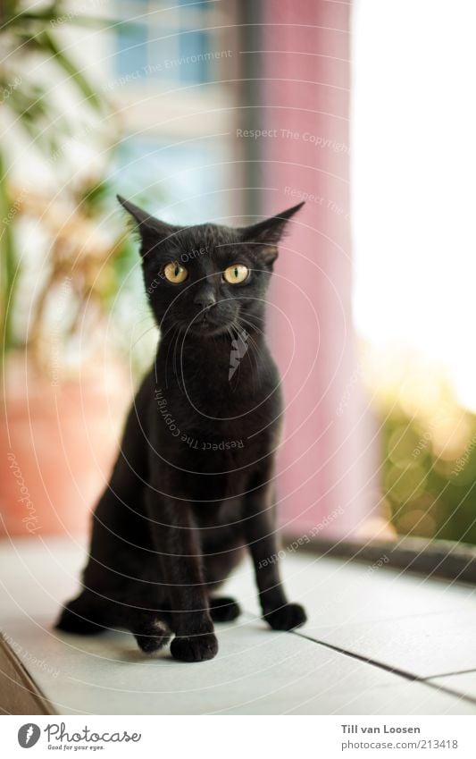 Black Cat Haus Pflanze Grünpflanze Topfpflanze schwarzhaarig Tier Haustier Katze Fell 1 grün rosa weiß Sympathie Fliesen u. Kacheln Farbfoto Gedeckte Farben