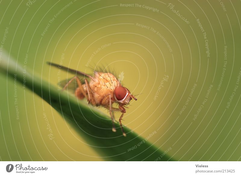 Yellow-Fly Tier Fliege Blick gelb Farbfoto Makroaufnahme Menschenleer 1 Tierporträt Ganzkörperaufnahme Auge Flügel sitzen Blatt Facettenauge bräunlich