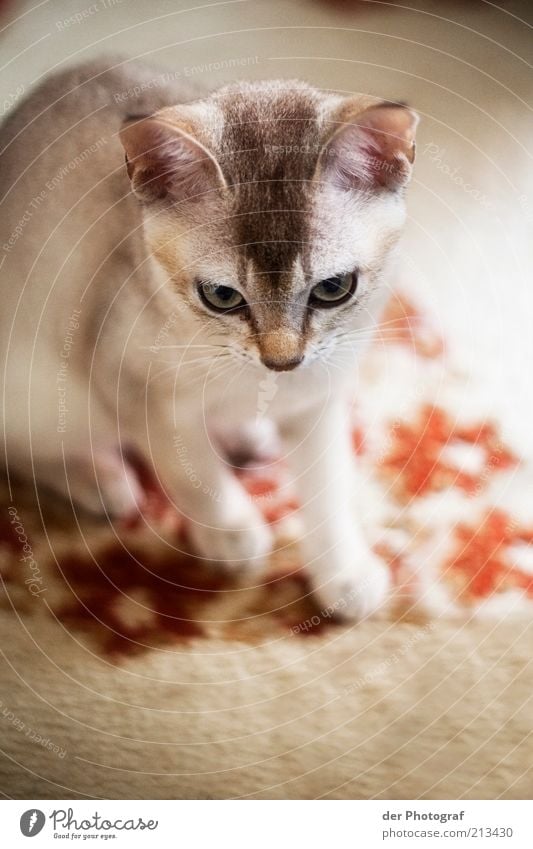 Jagdinstinkt Tier Haustier Katze Tiergesicht Fell 1 Tierjunges Neugier Schnurrhaar Farbfoto Innenaufnahme Textfreiraum unten Unschärfe Tierporträt