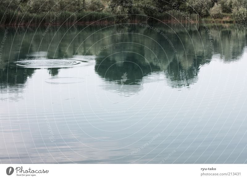 Ruhepunkt harmonisch Zufriedenheit Erholung ruhig Natur Landschaft Pflanze Wasser Sommer Baum Sträucher Seeufer träumen verbreiten Vergänglichkeit Wasserkreis