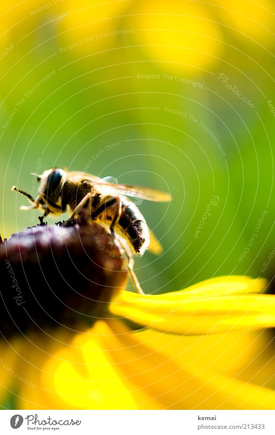 Blumenbesteigung Umwelt Natur Pflanze Tier Sonnenlicht Sommer Schönes Wetter Blüte Blütenblatt Wildtier Biene Flügel Insekt 1 gelb grün Schwebfliege Farbfoto