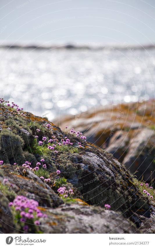 noch mehr blümchen. Ferien & Urlaub & Reisen Tourismus Sommer Meer Umwelt Landschaft Pflanze Himmel Klima Wetter Schönes Wetter Blume Gras Moos Blüte Felsen