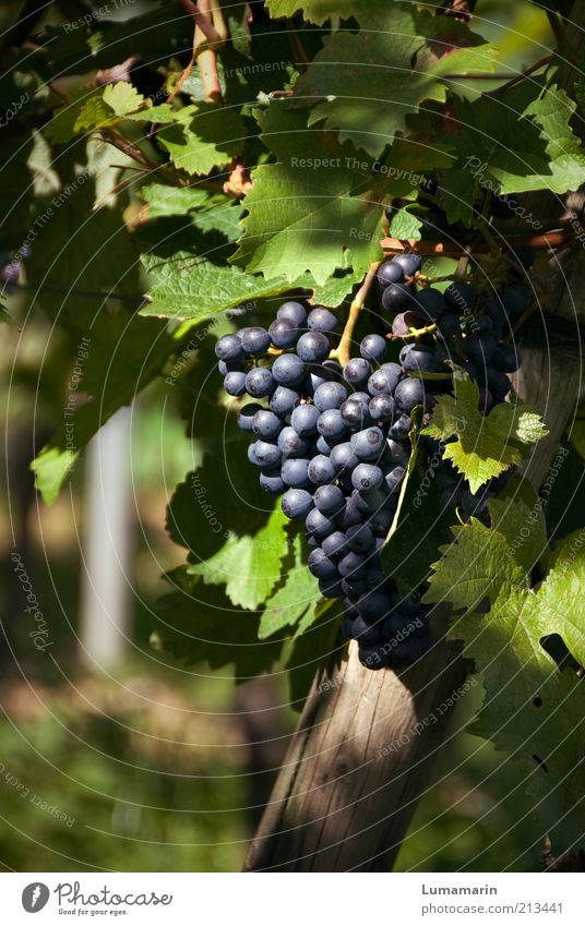 Auslese Lebensmittel Frucht Umwelt Sommer Herbst Pflanze Nutzpflanze einfach frisch Gesundheit gut lecker natürlich rund saftig schön süß Wärme Qualität Wein