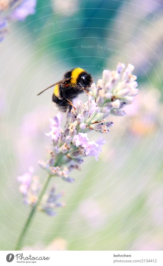 hummel hummel mors mors Natur Pflanze Tier Sommer Schönes Wetter Blume Blüte Lavendel Garten Park Wiese Wildtier Tiergesicht Flügel Hummel 1 Blühend Duft