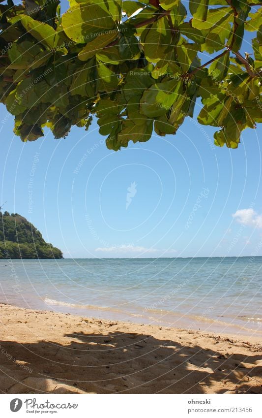 Schattiges Plätzchen II Ferien & Urlaub & Reisen Tourismus Freiheit Sommerurlaub Strand Meer Natur Landschaft Luft Wasser Himmel Schönes Wetter Baum Blatt Küste