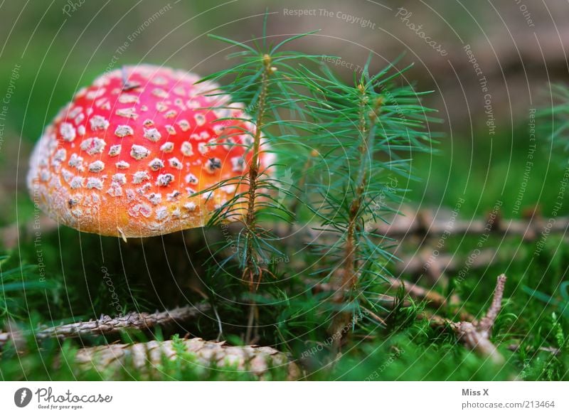 Ein Männlein Lebensmittel Ausflug Natur Herbst Baum Gras Moos Wachstum schön rot gefährlich Gift essbar Rauschmittel Fliegenpilz Pilz Pilzhut Waldboden Fichte