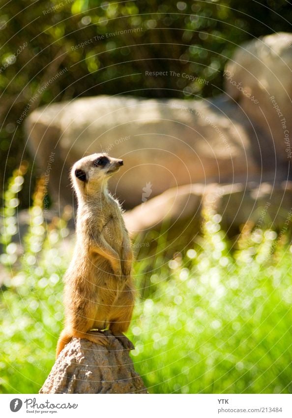 Big Brother is watching you Umwelt Natur Pflanze Tier Sommer Schönes Wetter Gras Sträucher Grünpflanze Wildtier Zoo 1 beobachten überblicken überwachen Blick