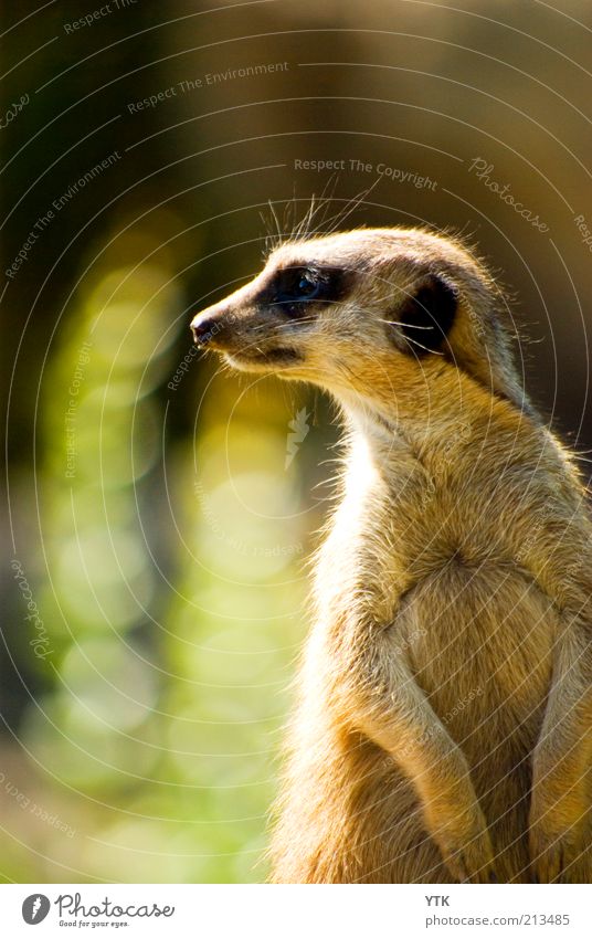 How are YOU doing? Umwelt Natur Tier Sommer Schönes Wetter Tiergesicht Zoo 1 entdecken Blick Neugier Kontrolle Treue Interesse Unschärfe leuchtende Farben Fell