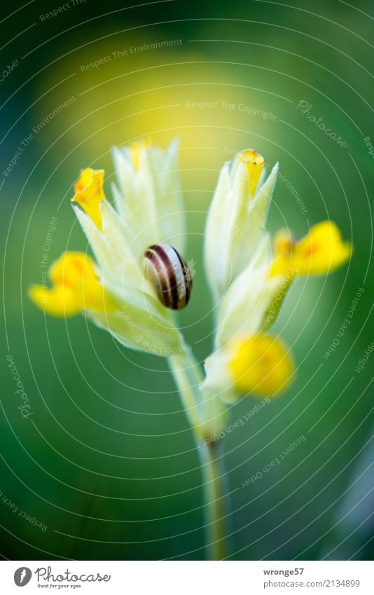 Blüte mit Schneckenhaus Natur Pflanze Tier Frühling Sommer Blume Wildtier 1 klein gelb grün natürlich Frühlingsblume Nahaufnahme Makroaufnahme Farbfoto