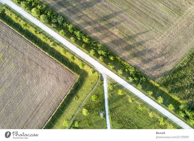 Allee mit Bäumen zwischen Feldern aus der Luft Design Landwirtschaft Forstwirtschaft Umwelt Natur Landschaft Pflanze Baum Gras Grünpflanze Nutzpflanze Park