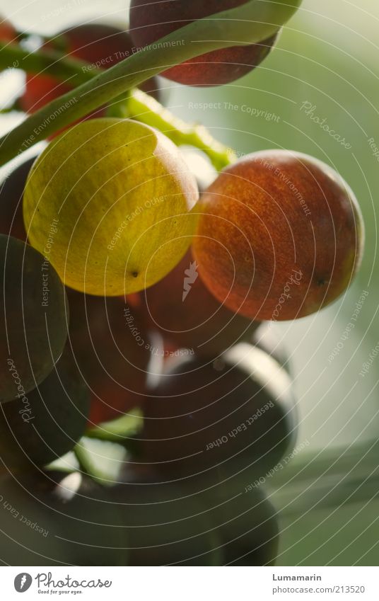 Früchtchen Lebensmittel Frucht Ernährung Umwelt Natur Sommer Herbst Pflanze Nutzpflanze außergewöhnlich einfach frisch Gesundheit glänzend gut hell schön