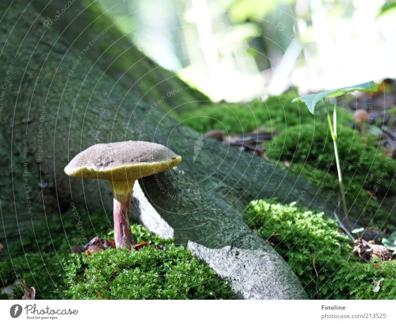 Pilzzeit Umwelt Natur Pflanze Urelemente Erde Baum Moos Wildpflanze Wald natürlich Pilzhut Wachstum Waldboden Farbfoto mehrfarbig Tag Licht Schatten Sonnenlicht