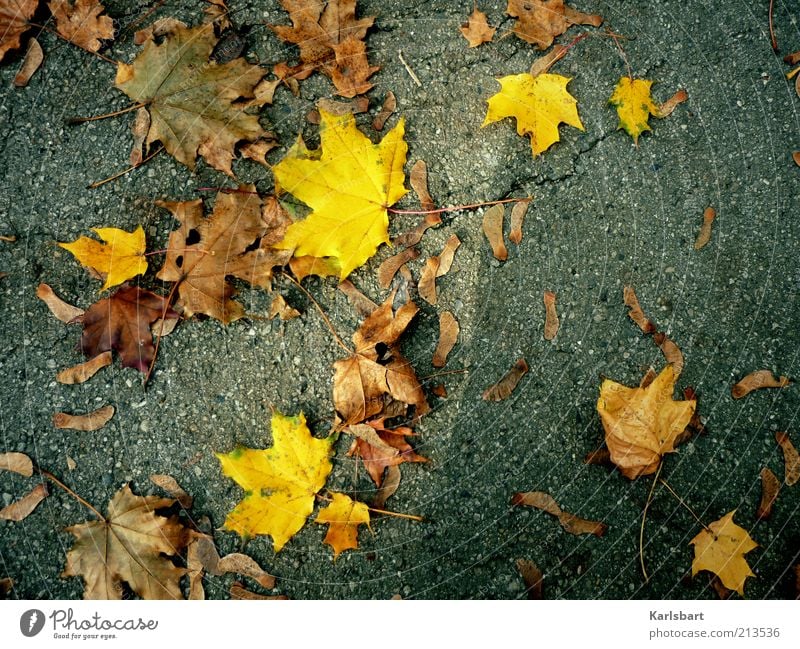 hörb. Umwelt Natur Herbst Wetter Blatt Boden Verkehrswege Straße Wege & Pfade grau Verfall Vergänglichkeit Wandel & Veränderung herbstlich Herbstlaub