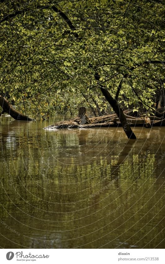 Tide Is High Umwelt Natur Landschaft Wasser Klima Klimawandel Pflanze Baum Grünpflanze Wildpflanze Ast Baumstamm Wald Flussufer Auenland Auwald Rheinauen nass