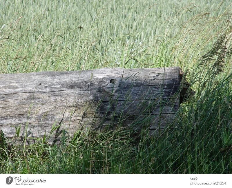 Schatten auf Holz Feld grün Baum Gras Natur alt verfallen Nahaufnahme