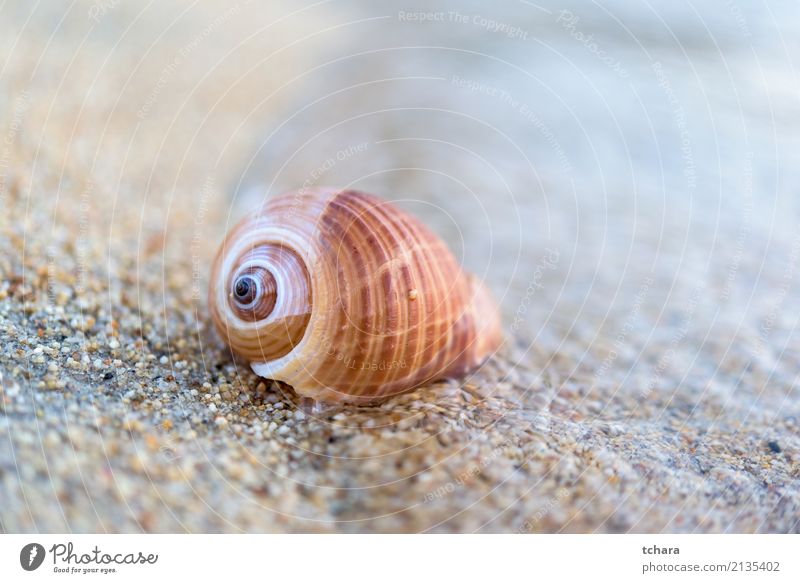 Muschel Design exotisch schön Ferien & Urlaub & Reisen Sommer Strand Meer Dekoration & Verzierung Tapete Natur Sand Küste natürlich blau Farbe Idylle