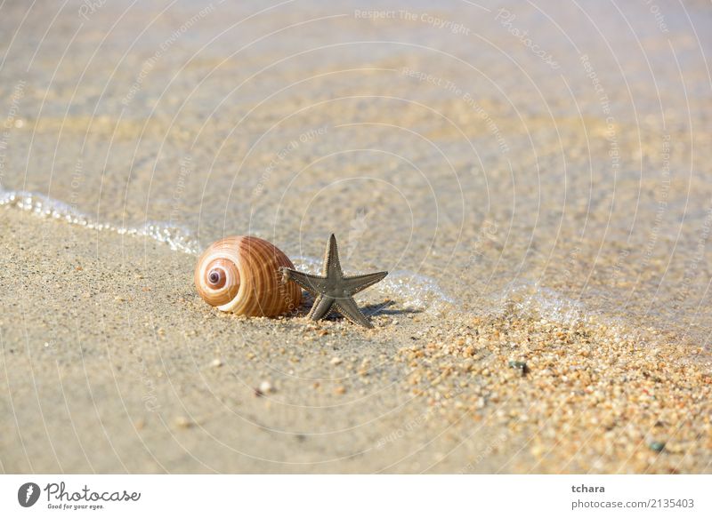 Am Strand Design exotisch schön Ferien & Urlaub & Reisen Sommer Meer Dekoration & Verzierung Tapete Natur Sand Küste natürlich blau Farbe Idylle Muschelschale