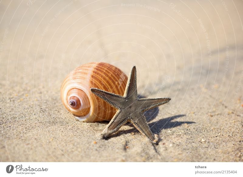 Sommerzeit Design exotisch schön Ferien & Urlaub & Reisen Strand Meer Dekoration & Verzierung Tapete Natur Sand Küste natürlich blau Farbe Idylle Muschelschale