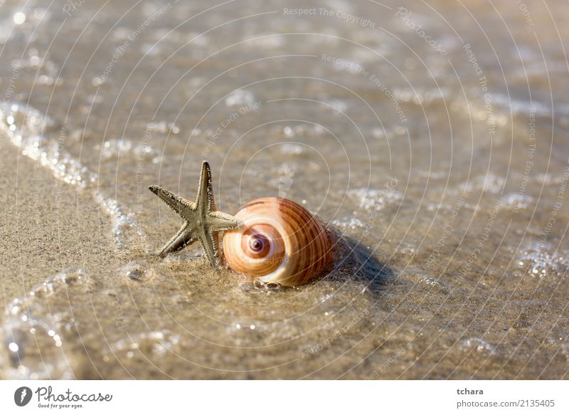 Meer Design exotisch schön Ferien & Urlaub & Reisen Sommer Strand Dekoration & Verzierung Tapete Natur Sand Küste natürlich blau Farbe Idylle Muschelschale