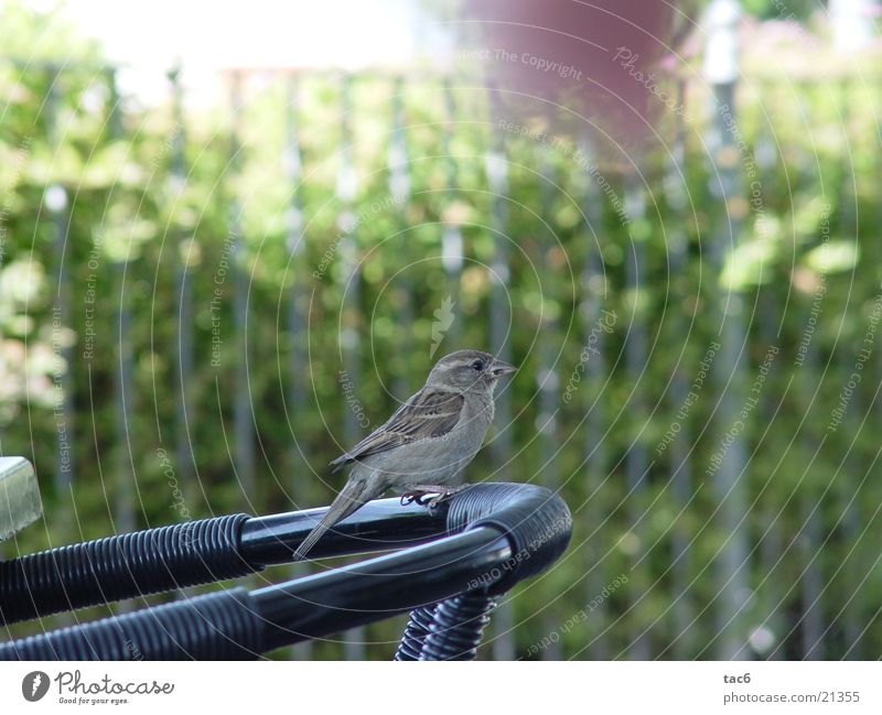 Spatz auf dem Stuhl Vogel Schnabel Tier Verkehr Natur Nahaufnahme Feder