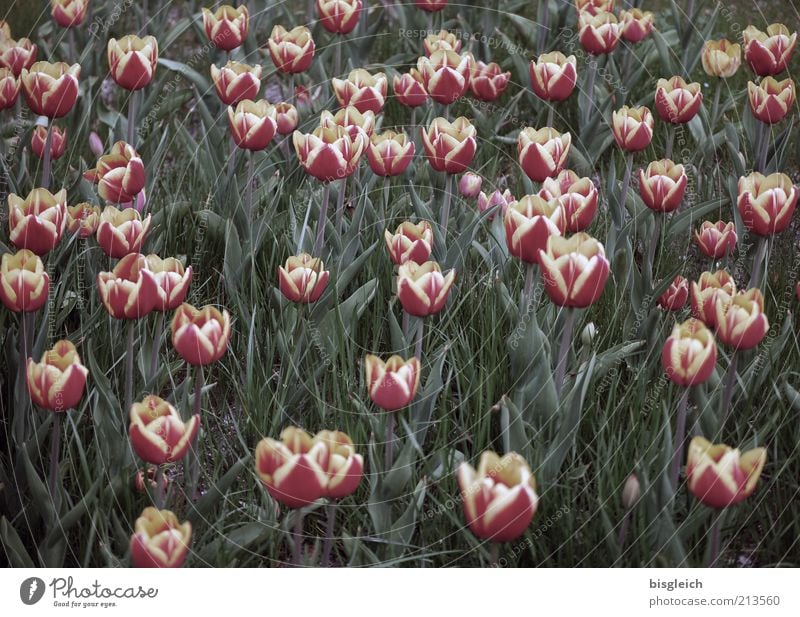 Tulpenfeld Natur Pflanze Blume Blüte Wiese Blühend Wachstum grün rosa Blumenwiese Farbfoto Gedeckte Farben Außenaufnahme viele mehrere Menschenleer rot Tag