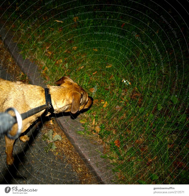 was riecht denn hier so gut.... Gras Wiese Haustier Hund Fell 1 Tier Beton beobachten Blick frech nass Neugier niedlich stark unten braun grün schwarz Kraft