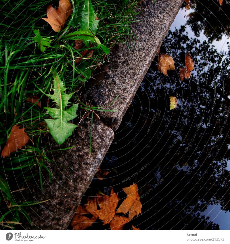 Unkraut vergeht nicht Umwelt Natur Pflanze Wasser Himmel Sonnenlicht Herbst Klima Wetter Regen Baum Gras Blatt Grünpflanze Wildpflanze Löwenzahn Straße