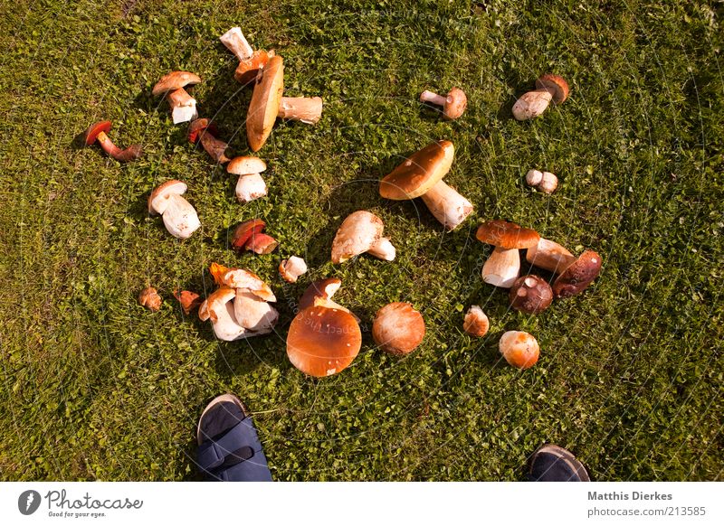 Fußpilz Umwelt Natur Pflanze Sommer Gras Pilz Schlappen Sandale Wiese Steinpilze Hallimasch Sammlung Anhäufung Sammler Sammlerstück Farbfoto Außenaufnahme Tag